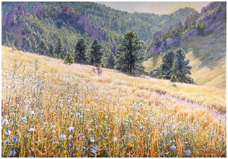 Wildflowers in Gregory Canyon, Boulder Colorado